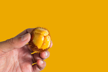 Salak fruit, Salacca zalacca in hand.の写真素材