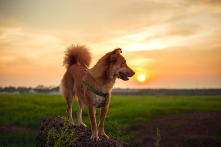 A cute dog stand on stone at sunset time.の写真素材