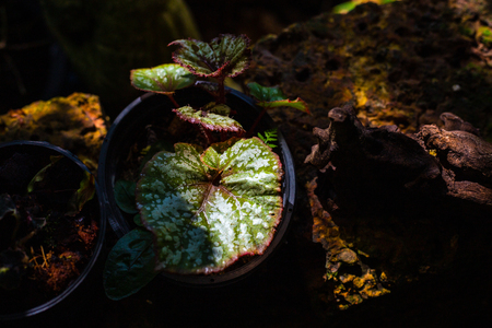 green red fancy color caladium leaves with light and shadow in the forest.の写真素材
