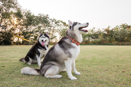 Funny smiling puppies playing outdoors on a green summer grass. Happy pets enjoying their life.の写真素材