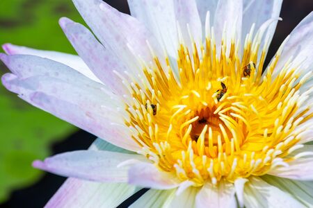 Bee on beautiful purple Lotus Flower in pond in the morning.の写真素材
