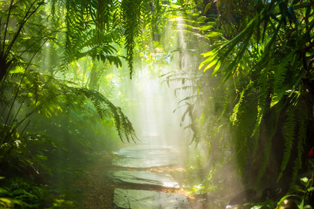 The fog in the rain forest and sun ray.