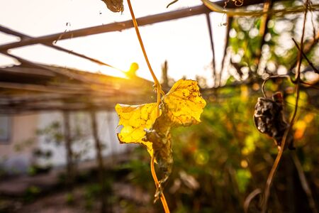 Dry leaves and sun light. Background nature concept.の写真素材