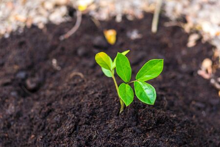 Small tree growth in soil. agriculture and save the world conceptの写真素材
