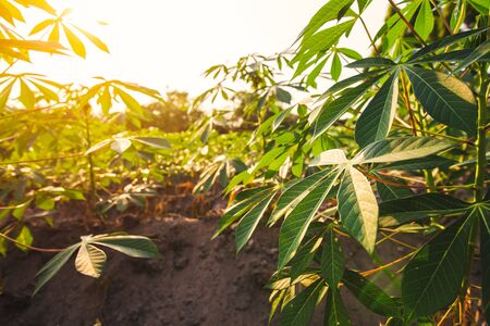 Tapioca farm, potato farm, tapioca plantation, agriculture background.の写真素材