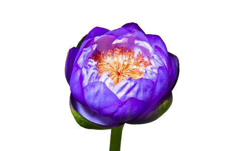 beautiful purple Lotus Flower and white background.の写真素材