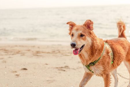 the dog walking on the beach.の写真素材