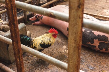 rooster and pig in fence at farm.の写真素材