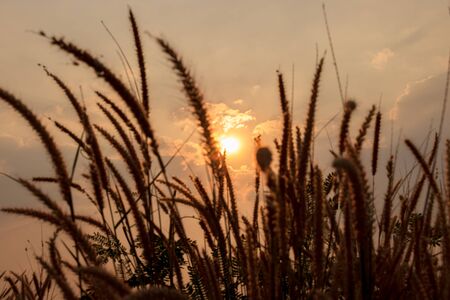 Close up flower grass and sunset background.の写真素材