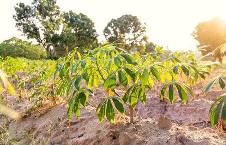Tapioca farm, potato farm, tapioca plantation, agriculture background.の写真素材