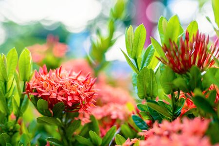 Ixora flower blossom in a garden. Red spike flower. Natural and flower background.