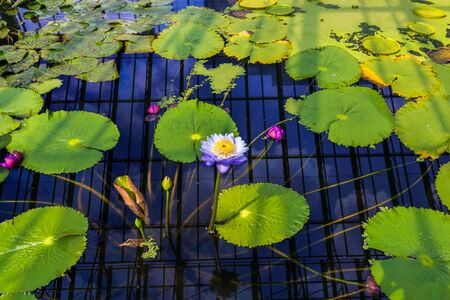 beautiful purple Lotus Flower in pond in the morning.の写真素材