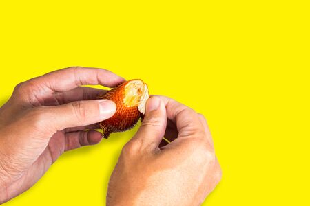 Salak fruit, Salacca zalacca in hand.の写真素材