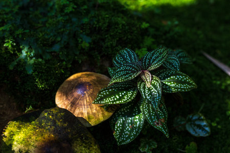 green red fancy color caladium leaves with light and shadow in the forest.