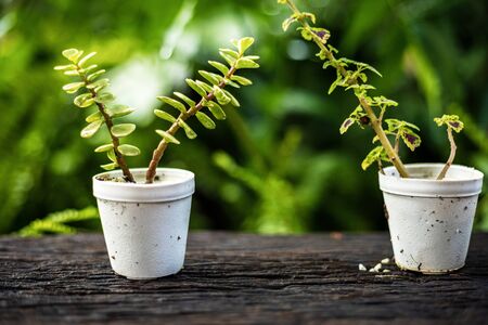 plant growth in pot collection on wood table.の写真素材