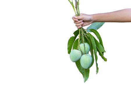 farmer picking mango  and white background.の写真素材
