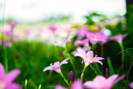 Zephyranthes Lily, Rain Lily, Fairy Lily.
The flower growth in the garden.