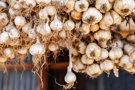 Garlic herb organic hanging on old bamboo.の写真素材