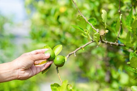 Hand farmer pick lemon from lemon tree.の写真素材