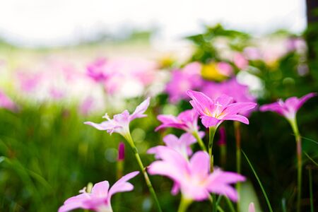Zephyranthes Lily, Rain Lily, Fairy Lily.
The flower growth in the garden.の写真素材