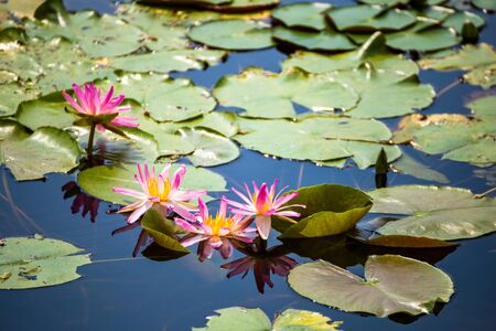 beautiful Lotus Flower in pond in the morning.の写真素材
