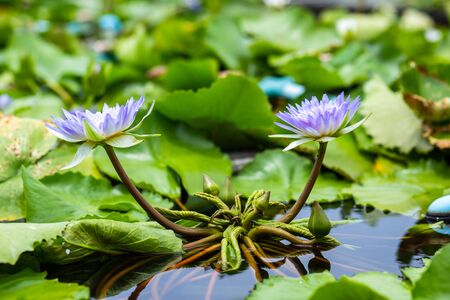 beautiful Lotus Flower in pond in the morning.の写真素材