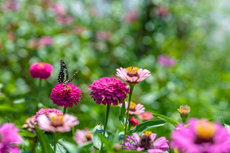 butterfly are sucking pollen of colorful Zinnia in the morning.の写真素材
