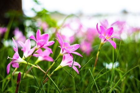 Zephyranthes Lily, Rain Lily, Fairy Lily.
The flower growth in the garden.の写真素材