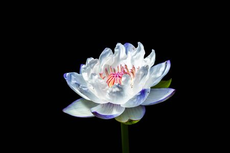 beautiful Lotus Flower and black background.の写真素材