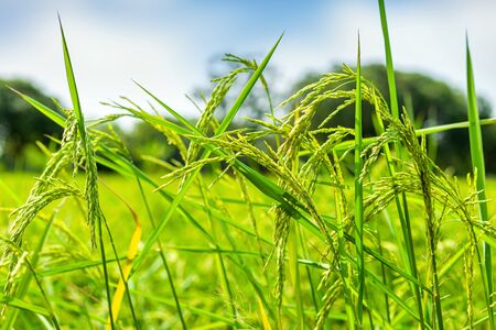 Close up green rice and green leaves  in the agriculture.の写真素材
