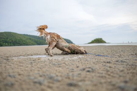 the dog walking on the beach.の写真素材