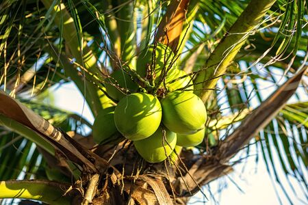 fresh coconut on the tree, coconut cluster on coconut tree and blue sky.の写真素材