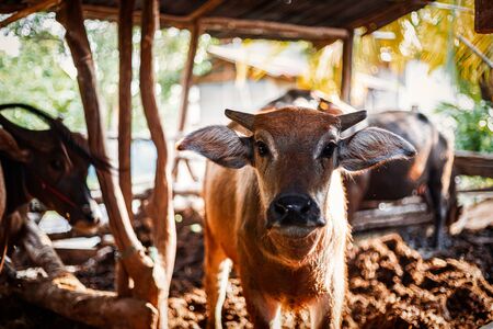 baby buffalo in corral beside a house farming.の写真素材