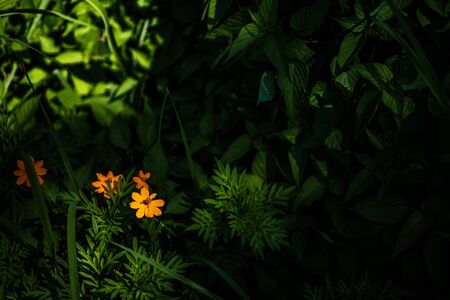 "singapore daisy" flower on the ground under sunlight in the morning.の写真素材