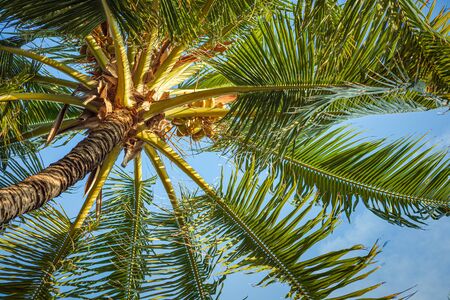 fresh coconut on the tree, coconut cluster on coconut tree and blue sky.の写真素材