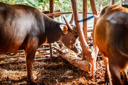 buffalo in corral beside a house farming.