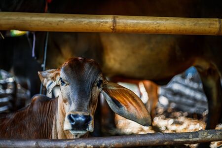 baby black cows at farm fence.の写真素材