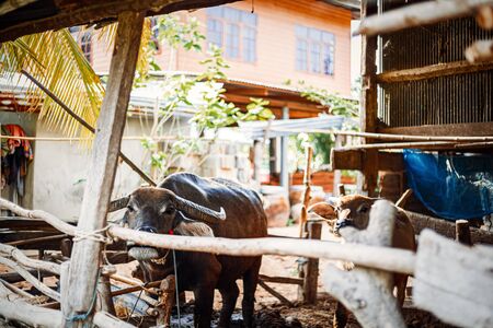 buffalo in corral beside a house farming.の写真素材