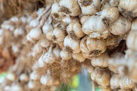 Garlic herb organic hanging on old bamboo.の写真素材