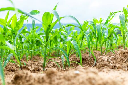 Young green corn plants on farmlandの写真素材