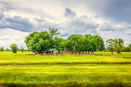 green Wheat flied with tree and blue sky, rural countryside.の写真素材