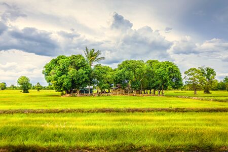 green Wheat flied with tree and blue sky, rural countryside.