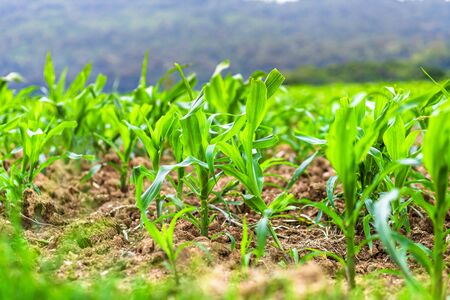 Young green corn plants on farmlandの写真素材