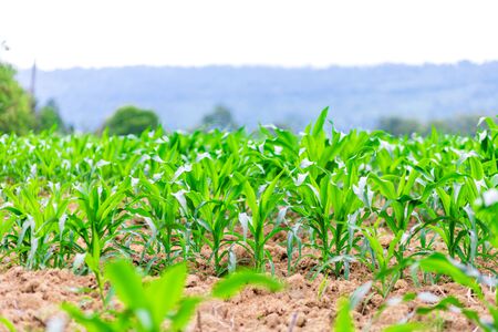 Young green corn plants on farmlandの写真素材