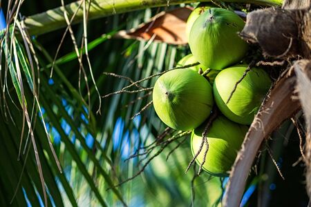 fresh coconut on the tree, coconut cluster on coconut tree and blue sky.の写真素材