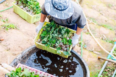 The gardener harvest a strawberry at farm. famer hold strawberry plant  in big plastic pot over fertilizer at harvest.の写真素材