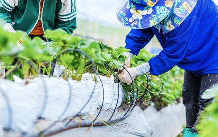The gardener harvest a strawberry at farm.