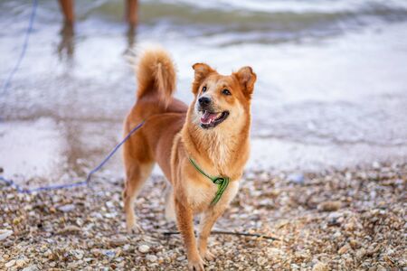 dog running and enjoying on the beachの写真素材