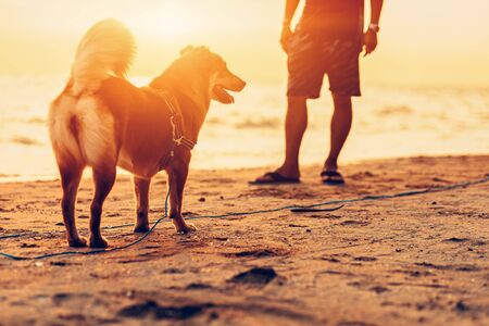 A man and a dog stand on the beach and sunset, sunrise.の写真素材