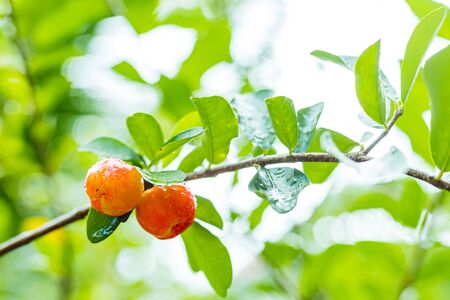 Cheery in bunch cheery tree at sunny dayの写真素材